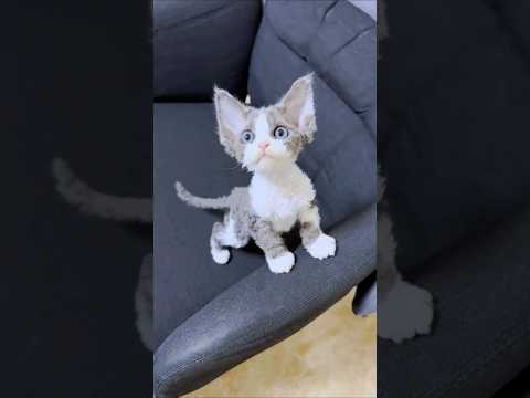 Cat's lol #cat #cutespets #funny #pets