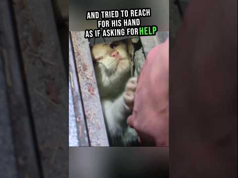Kitten's Cry For Help๐ฟ๐ฅ#shorts #cat #rescue