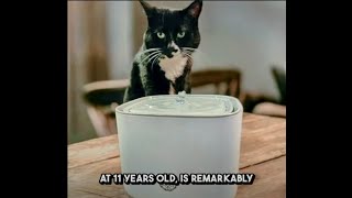 Shungite for Pets? See What It Did for My 11-Year-Old Cat