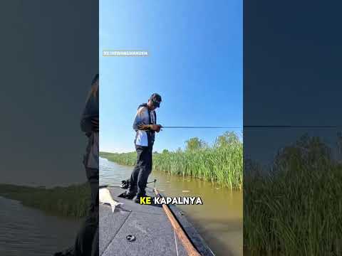 LAKI LAKI SEJATI NIH BOS 😎 | #mancingmania #pemancinglucu #shortvideo
