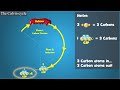 Calvin Cycle Concepts and Processes