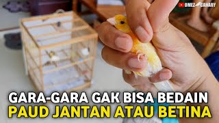 BELI PAUD JANTAN DIRAWAT 8 BLN TERNYATA JADI BETINA‼️SAYA YG UNTUNG HEHE