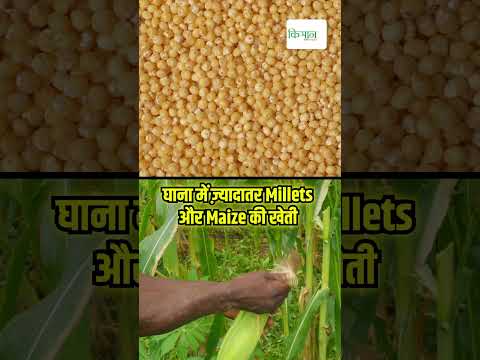 कैसे Ghana में भारत की मदद से शुरू हुई गेहूं की खेती, भारतीय वैज्ञानिकों और बीजों की भूमिका #shorts