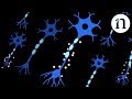Spinal Cord Function and Regeneration