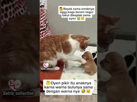 BAPAK SAMA EMAKNYA OGGY KAGA BENARI NEGUR