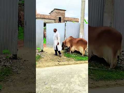 #super #funny #comedy #shortvideo #funnyshorts #shots #funnycomedy #comdy #shorts