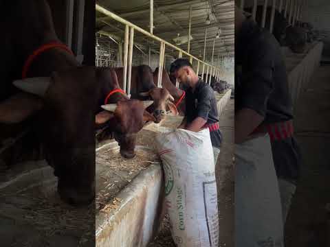 Dry cut hay is being fed to cows mixed with grain feed #feed #bulls #cow #dairy #baffalo #shorts