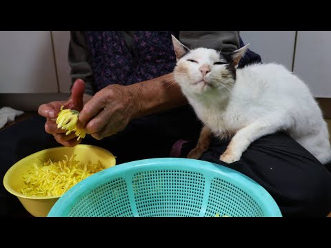 猫たちと食用菊の酢の物作り　241110