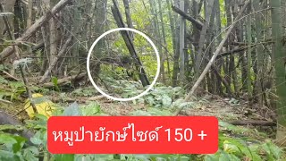 เดินป่า ล่าหมูฝูง จ๊ะเอ๋ยักษ์ใหญ่เขี้ยวยาวไซด์ 100+ ระยะ 3 เมตร #หมูป่า  #ล่าด้วยกล้อง #หมูฝูง