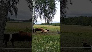 Каждое лето  у реки Лиелупе блаженствуют коровы.