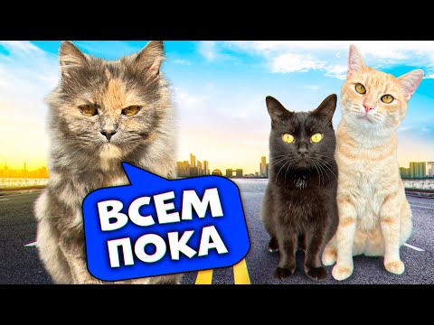 Последний день голодной кошки с нашими домашними животными / SANI vlog