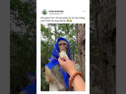 Not today😡#funny #animallife #wildlife #nature #monkey #monkeyvideo #monkeys #monkeylove #monkeybaby