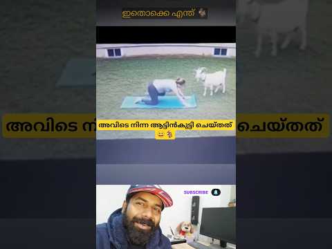 ആട് ചെയ്തത് കണ്ടോ 😄 🐐