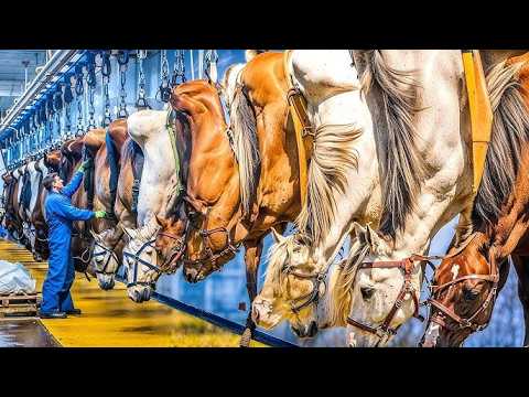 Incredible Horse Insemination, Birth & Slaughter Process - Million Of Racehorses Training Secrets