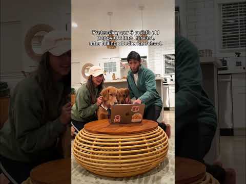 The way the dogs were so into the results 🤭 #goldenretrievers #funnydogs #dogshorts