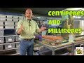Centipedes vs. Millipedes: Key Differences