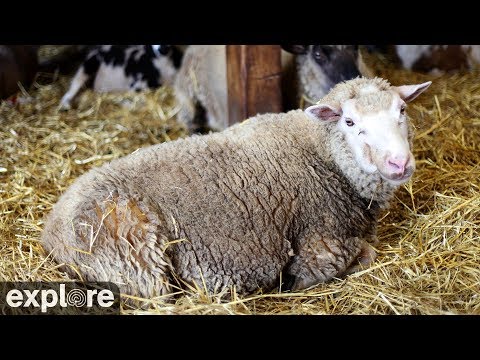 Sheep Barn Cam at Farm Sanctuary powered by EXPLORE.org
