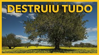 A ÁRVORE que o GOVERNO PLANTOU e está DESTRUINDO o NORDESTE