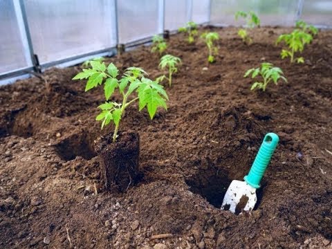 На каком расстоянии друг от друга сажать томаты? В сколько стеблей формировать?