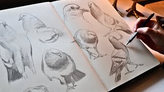 Draw PIGEONS with me (no music, no talking + references)