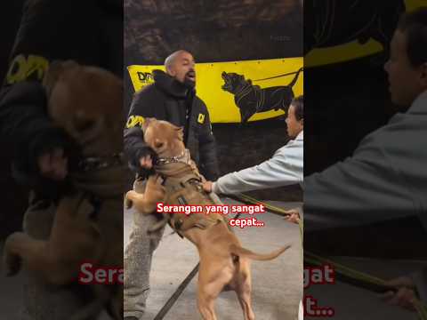 Pelatih pitbull terbaik #pitbull #shortvideo #trending