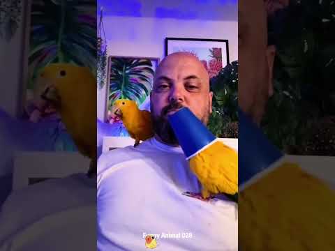 Part7丨2025 😂Hold Back the Laughs Challenge：Funny parrot and its owner #parrot #funny #sillybird