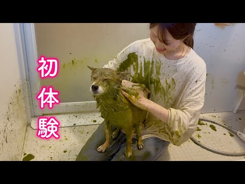 ママと泥んこになりながらシャンプーを堪える柴犬が可愛い