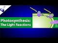 Photosynthesis Light Reactions Concepts