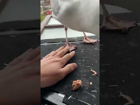 Will my pet seagull let me hold his hand?
