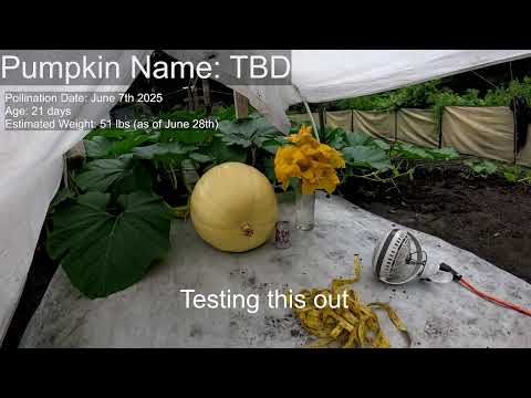 Live Giant Pumpkin Growth Cam