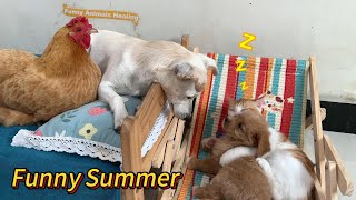 So funny! Lucky gave the puppy to the kitten to take care of. The duck took over the lounge chair.