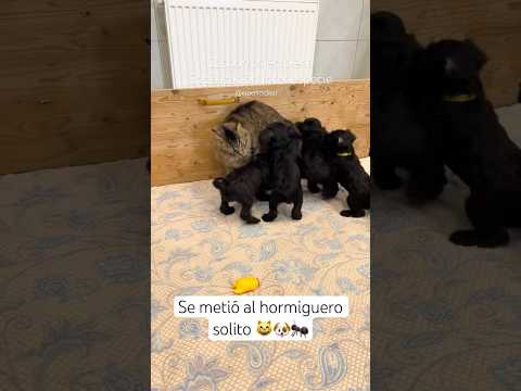 No se si está Sufriendo o la está pasando genial! #cachorrosdivertidos #gatos #funnydogs #dogs