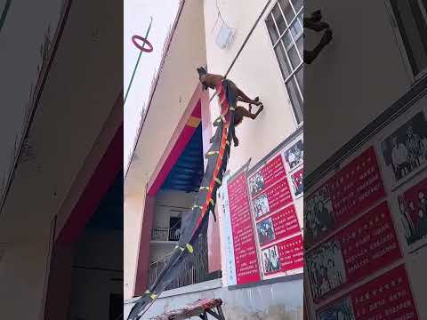 good telent for jumping style dog #trending #dog #shortsvideo #viral #youtubeshorts