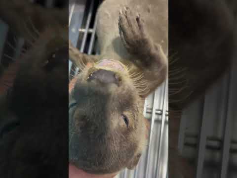 Mangrove Pollution Kills Tidie The Smooth-Coated Otter
