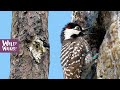 Conservation of Red-Cockaded Woodpeckers
