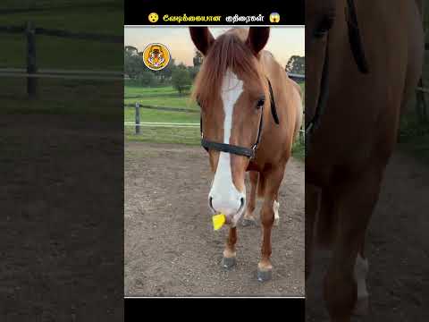 குதிரைகளோட மூக்குல எதனால இப்படி Tape அ ஒட்டுறாங்க.!? || Tape on Horse Nose || Animal Voiceover Tamil