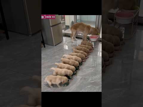 Dog Market की ये बात आपको जाननी चाहिए ?🤔🤯 #short #dogs