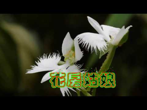 我的視訊花房姑娘-karaoke