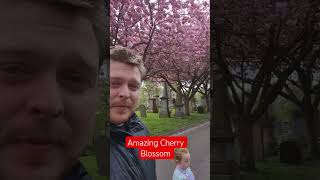 Sunderlands Amazing Cherry Blossom