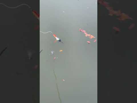 Рыбалка на Поплавок 🎣