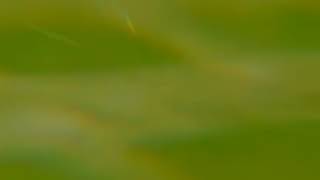 Top 5 Catches By Indian Skipper Virat Kohli In The History Of Cricket - Song Lovely Billie Eilish