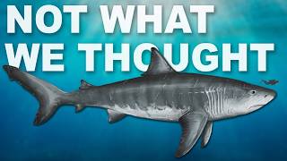 What Did Megalodon Actually Look Like?