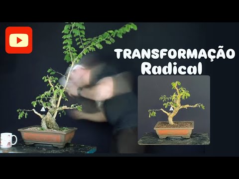 GANHEI UM PITHECOLOBIUM DUMOSUN DE PRESENTE - TRANSFORMAÇÃO