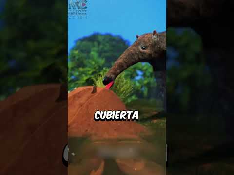 ES GRANDE LA LENGUA DEL TAMANDUA? #sabias #sabiasque #curiosidades #sabiaque