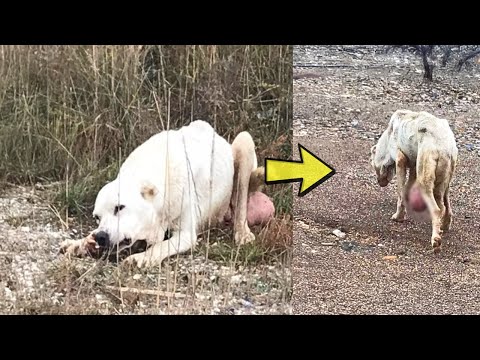 The dog Quietly left After the owner Refused her Pleas, Tumor Caused her Pain