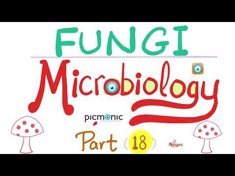 Fungi - Mycology - Mucor & Rhizopus - Pneumocystis, Sporothrix - Picmonic Microbiology - Part 18