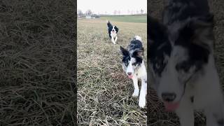 Charlie & Archie #bestfriend #bordercollie #puppy #collieball #doggybestfriend