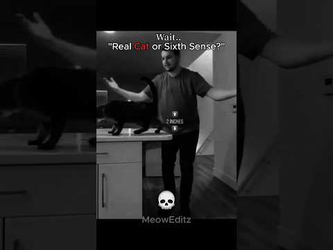 Do cats have sixth sense? #shorts #viralshorts #cat #edit #trollface