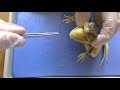 Frog Anatomy and Functions