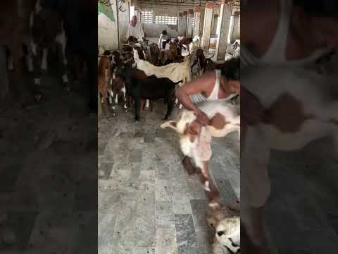 #kingofcolony #cow #bull #cattle #goat